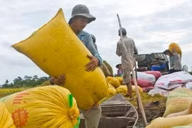 Can Tho expands VietGAP standard rice field area 