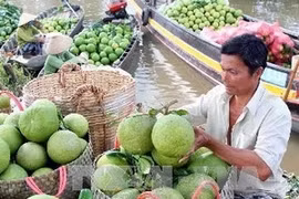 Nam Roi Pomelo - A famous trademark (Source: VNA)