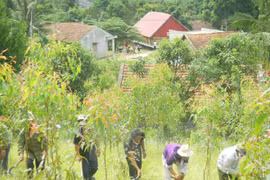 Hop villagers in K'Bang district, Gia Lai province, plant trees (Photo: VNA)
