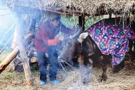 A farmer burns straw and puts a blanket over her buffalo to keep it warm during the cold weather in the northern mountainous province of Lang Son (Photo: VNA)