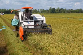 Rice harvest in Hau Giang province (Photo: VNA)