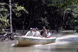 Visitors tour Sac forest in HCM City, Can Gio district (Photo: VNA)