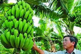 Laba banana (Source: tuoitre)