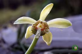 Miguelia cruenta, a new orchid species, was found in Hon Ba Nature Reserve in Khanh Hoa (Source: internet) 
