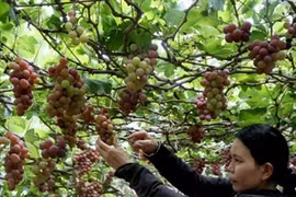 Grape harvesting in central Ninh Thuan province. (Photo: VNA)