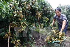 A farmer harvests longan in northern Hung Yen province. (Photo: VNA)