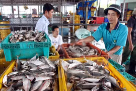 Fish trading at Tac Cau fishing port, in Chau Thanh district, Kien Giang. Photo: VNA 