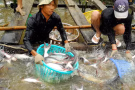 Farmers harvest tra fish in the Mekong Delta province of Hau Giang. (Photo: VNA)