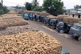 Around 3 million tonnes of cassava products are exported every year, bringing home more than 1.3 billion USD (Photo: VNA)