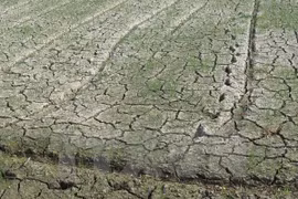 40 billion VND will be splashed out to deal with drought impacts. (Photo: VNA)