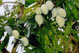 Hoa Loc sweet mangos (Photo: VNA)