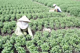 Local farmers harvest vegetables in southern Can Tho City (Photo: VNA)