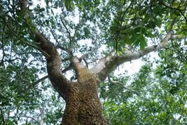 Acacia has a key role to play in ecological protection (Photo: VNA)