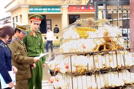 Inspectors check a vehicle transporting chicken at Quarantine Station No 5 in Hanoi (Photo: VNA)