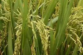 August sees slight rise in rice exports (Photo: VNA)
