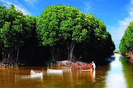 TraVinh inhabitants have bred shrimp in submerged forests in the Mekong Delta province for several years. The breeding of shrimp and other aquatic species here has helped to preserve the forest's ecology (Photo: tinmoitruong.vn)