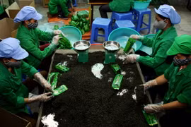 Packaging Tan Cuong tea in Thai Nguyen (Photo: VNA)