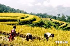 Terraced fields in Vietnam’s northwestern (Photo: VNA)
