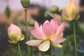 Lotus (Source: vforum.vn)