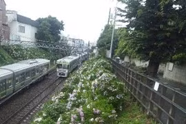 Hydrangea blooming everywhere in rainy season in Japan (Source: internet) 