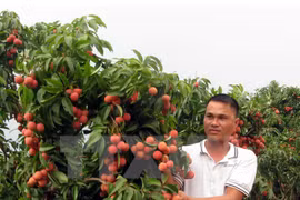 Vietnamese lychee meets Canadian standards (Illustrative image. Source: VNA)