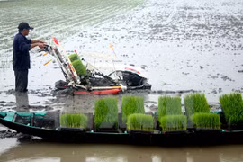 A farmer plants rice seedlings. About 6.8 million tonnes of rice husk are discarded in Vietnam each year (Photo: VNA)
