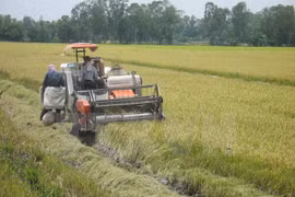 Harvesting summer-autumn rice in My Thanh Bac commune, Cai Lay district, Tien Giang province (Photo: VNA)