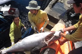 Fishermen in the central province of Khanh Hoa transport tuna from their ship to the mainland (Photo: VNA)