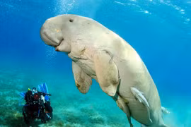 A sea cow (Photo: glogster.com)