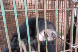 Maltreated bears will be moved from local farms to a rescue centre (Photo:VNA) 