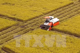 Harvesting rice in Mekong Delta province of Hau Giang (Photo: VNA)