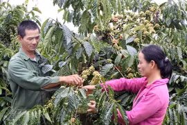 Coffee tree is a spearhead in the Central Highlands (Photo" VNA)