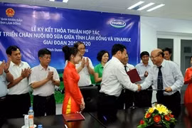 Dairy giant Vinamilk and Lam Dong province entered into an agreement to develop large dairy cow farms with herds numbering up to 10,000 (Photo: VNS/VNA)
