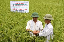 Farmers check the rice plants at the Vu Lac Cooperative in Thai Binh province (Photo: VNA)