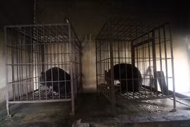 Two captive moon bears used to be kept on Ba Mun Island in the northern Quang Ninh province (Photo: AnimalsAsia)