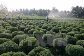 An ornamental plant farm in the Mekong Delta province of Ben Tre (Photo: VNA)