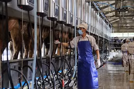 Vinamilk's modern milking system.