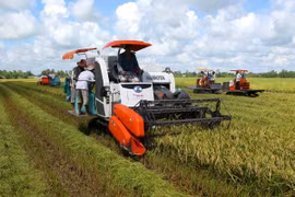 Paddy harvesting in the Mekong delta province of Hau Giang (Photo: VNA)