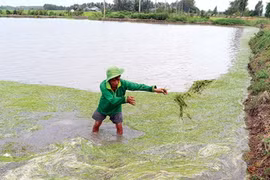 A farmer takes out rice died by saline intrusion in Hon Dat district, southern Kien Giang province (Photo: tuoitre.vn)