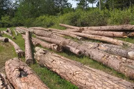 Pine forest is destroyed in Da Lat city of Lam Dong Central Highland province (Photo: tintaynguyen.com)