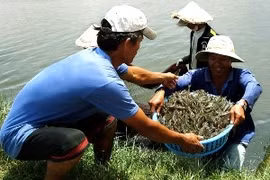 Shrimp growing in Dong Thap province. Source: Internet