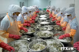Processing shrimp for export 