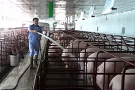 Vietnam to step up beef cattle farming 