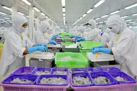 The prawn processing line for export at the Sao Ta company (Photo: VNA)