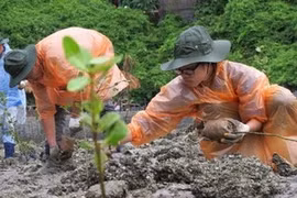 Students plant mangrove trees in Ha Long Bay (Source: VNA)