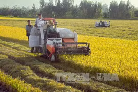 Harvesting rice in Hau Giang province (Photo: VNA)