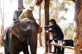 Staff at Dak Lak Elephant Conservation Centre give regular check-ups to elephants at the centre (Photo: VNA)