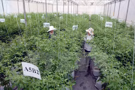 A hi-tech agriculture area in Ho Chi Minh City (Source: VNA)