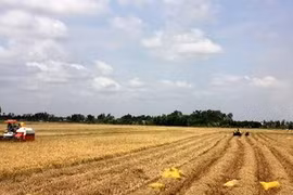 Rice field in southern Kien Giang province (Source: VNA)