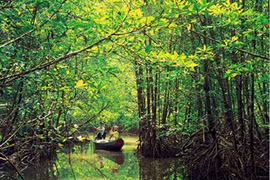 Mangrove forest in Soc Trang province (Photo: http://unescovietnam.vn)